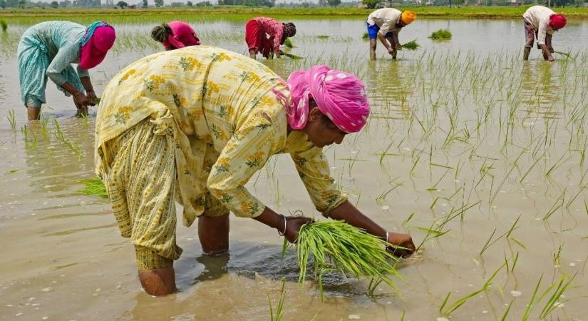 Ugorhat a termények ára: rosszabb lesz a termés Ázsiában az El Nino miatt