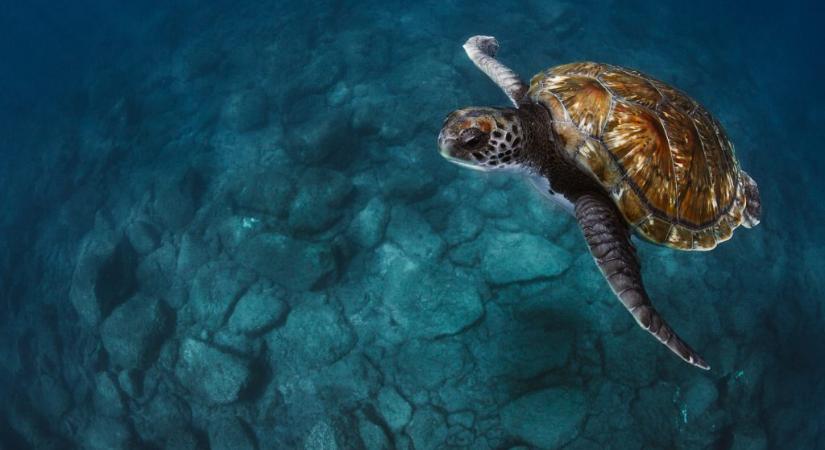 Otthonától több ezer kilométerre került elő egy ritka teknős