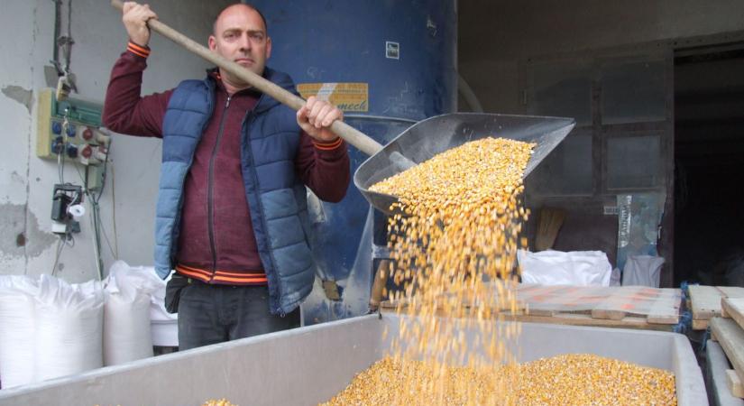 A kukoricatermés közel fele kisült a Homokhátságon