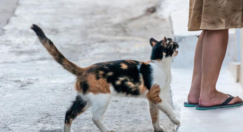 Szégyennyakörvet kapott a kukkoló macska