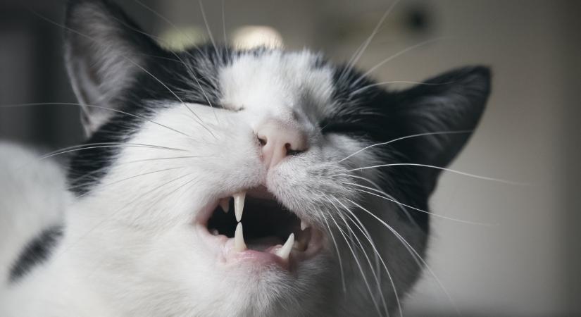Mindenki látta, de csak kevesen értik: mi az a titokzatos Flehmen-reakció a macskáknál?