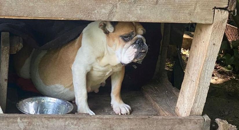 Lábadoznak a Peréről mentett kutyusok
