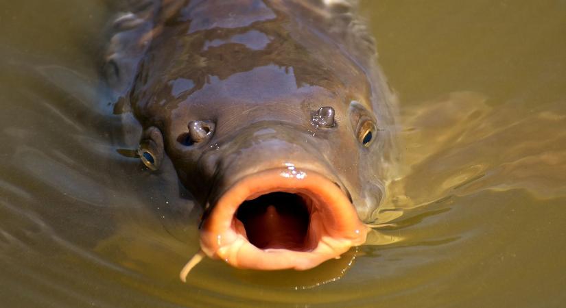 3100 kilogramm pontyot telepítettek a a Tisza-tóban