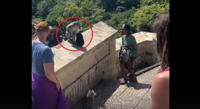 Elvette a majom a turista táskáját, így sikerült visszaszerezni - videó