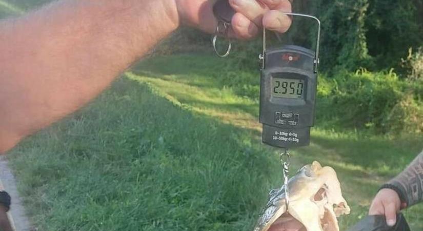 Szigonypuskával pontyra támadó orvhalászt fogtak Győrnél