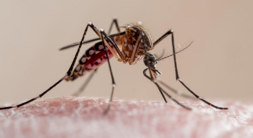 Itt terjed rohamosan az egzotikus betegség, amit hazai szúnyogok is terjeszthetnek: már halálos áldozat is van