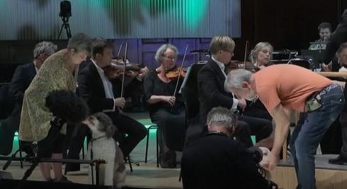 Megvalósult az öreg Mozart álma: tényleg kutyákkal adták elő a szimfóniáját