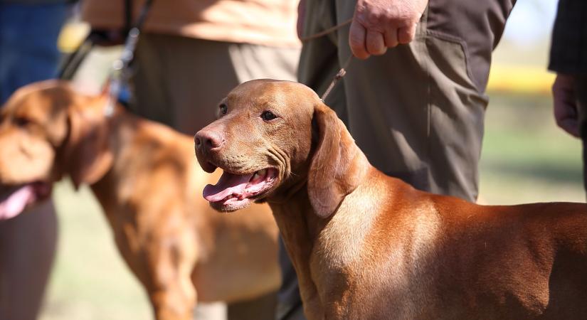 Vizsla lett a veszte a kolbászos ámokfutónak