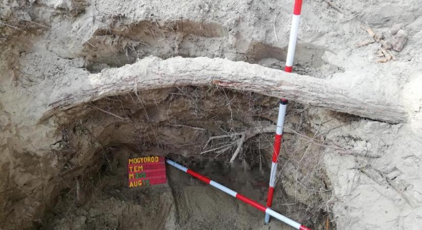 Második világháborús hősi halottakat exhumáltak Mogyoródon
