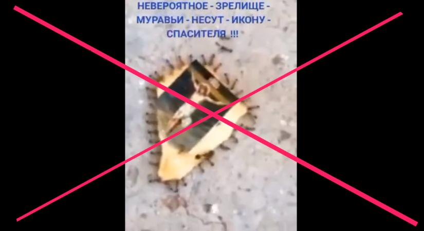 Tényleg egy Jézus-képet cipelnek a hangyák a lebombázott ukrán házból?