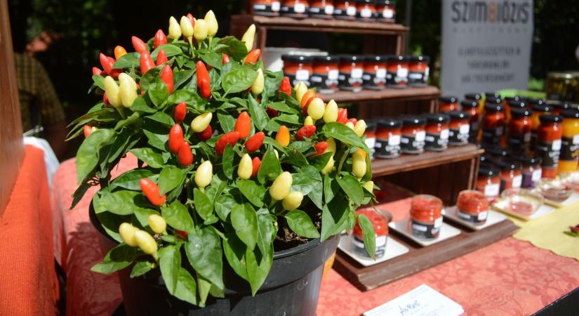 Jó erős chili nap lesz Lillafüreden