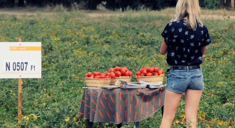 Ipari paradicsom: fókuszban a talaj, a tápanyag-utánpótlás