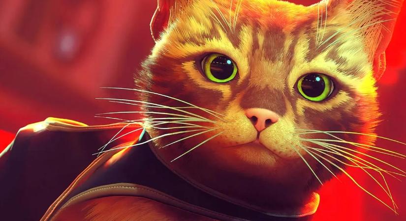 Animációs film készül a Strayből
