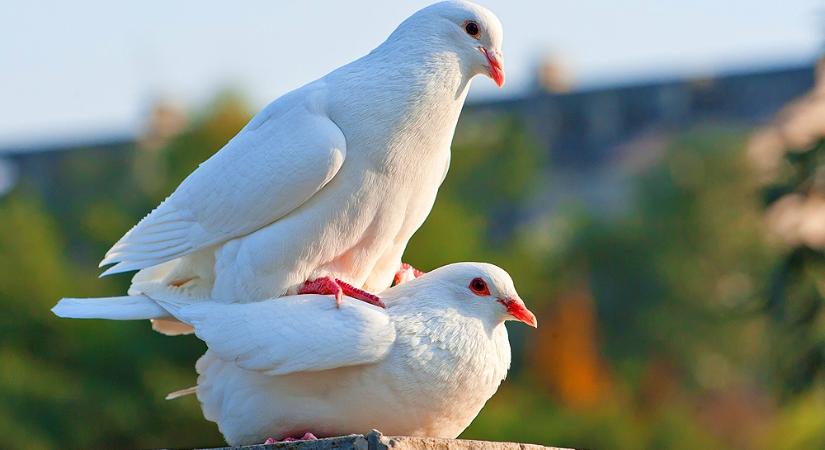 Tíz éve szent a béke a hatóság és a mobilszolgáltatók között