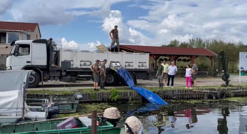 Így érkezik meg 31 mázsa ponty a Tisza-tóba  videó
