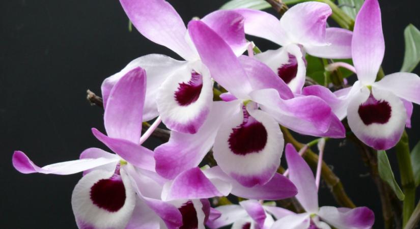 „Dél-Amerika szukkulensei” (kaktuszok, orchideák és broméliák)