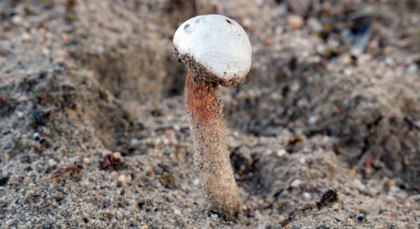 A Dűne homokférge, a Shai-Hulud a magyar buckákon él, és valójában nem féreg, hanem nyelespöfeteg
