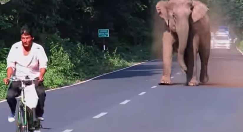 Ezért zavart el egy biciklist a dühös elefánt – VIDEÓ