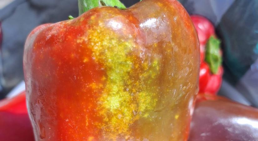 Miféle kártevők szívogatják a paprika bogyóját?