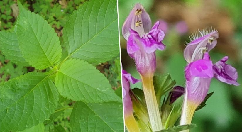 Kenderkefű: tényleg lehet menyétképű a tátott ajkú virág?