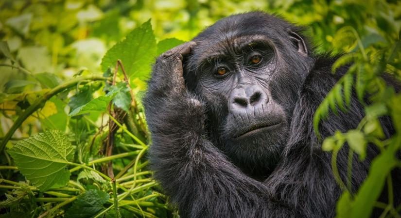 A poroszló ökocentrum remekelt a gorillák védelmére szervezett mobilgyűjtésben