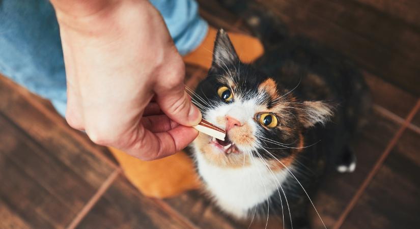Ennyi jutalomfalatot adhatsz cicádnak, ha figyelsz az egészségére