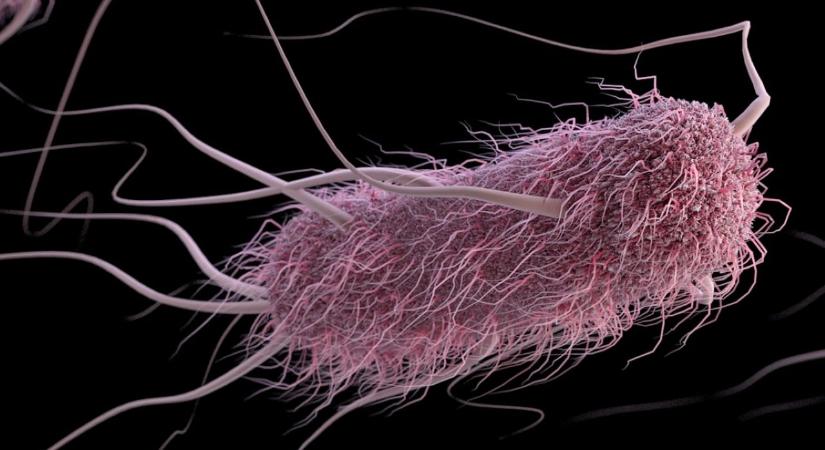Génmódosított E. coli baktériumokkal termelnének áramot