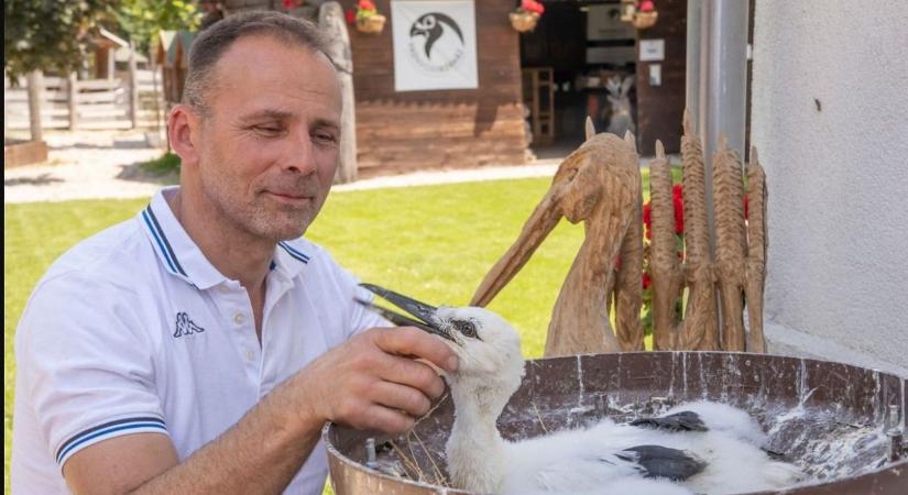 Felújítás miatt nem tud a Vadmadárkórház a sérült, mentett madarakkal foglalkozni