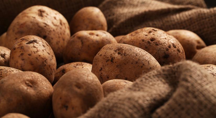 A burgonya, több mint krumpli – Gyenesdiáson újra Burgonyanap