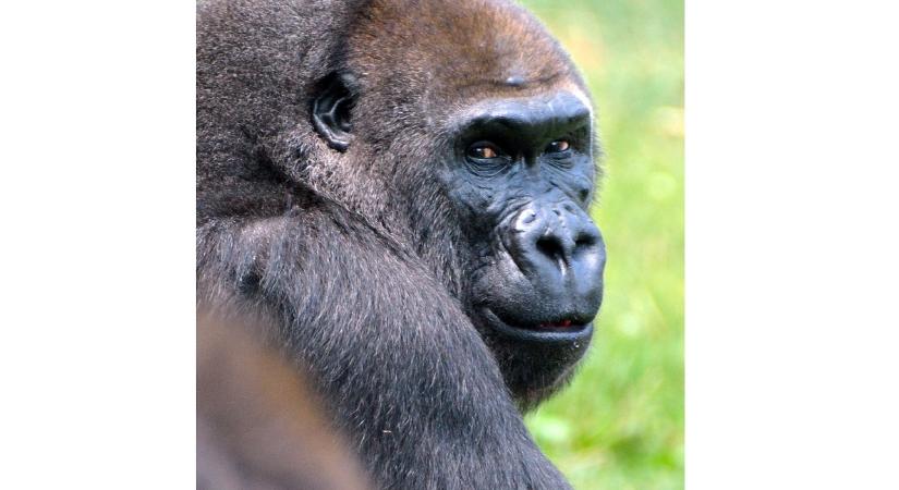 Őssejtes kezelést kapott az állatkert idős gorillája