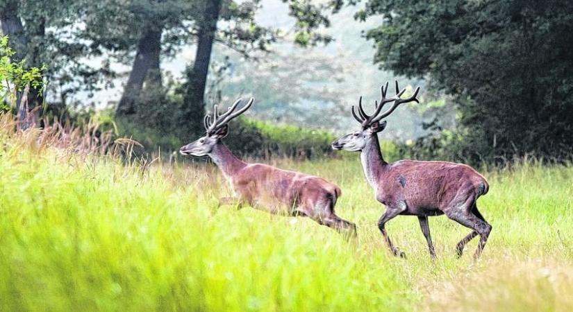 Üzekedő őzek után jönnek a bőgő szarvasok