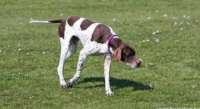 Pointer, a vadászkutyák arisztokratája