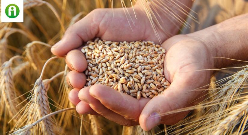 A FAO bejelentette, milyen búza- és kukoricatermésre számít a világon