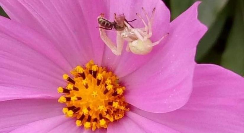 Pók sikerpillanatának elkapása lepkevirág szirmai közt a papa kertjében