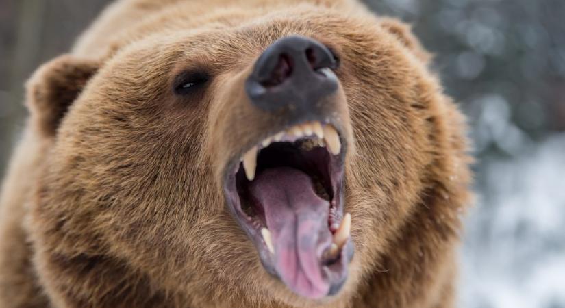 Grizzly medve támadt egy amerikai vadászra