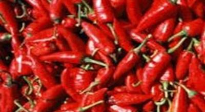 Kalocsai Paprika Fesztivál, 2023. szeptember 8-10.