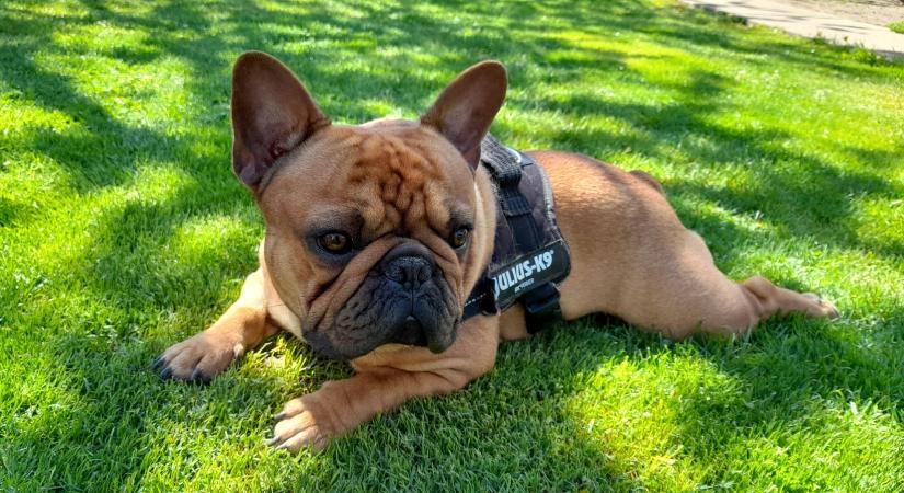 Röfög, pukizik és hihetetlenül makacs, mégis imádjuk -10 tény a francia bulldogról