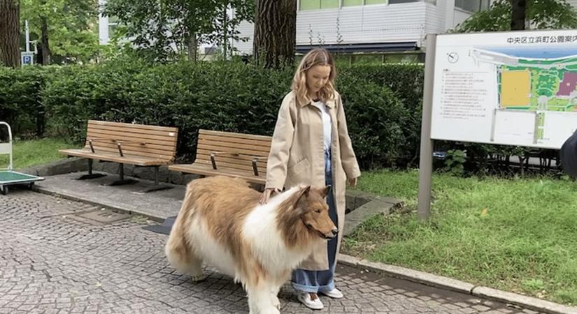 Először ment sétálni a férfi, aki milliókat költött egy élethű kutyajelmezre (igen, tényleg)