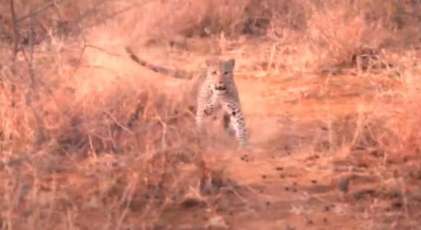 Egy dühös leopárddal futottak össze a turisták Dél-Afrikában - videó