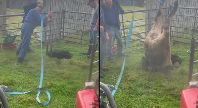 Videó: megnyílt a föld, belezuhant a tehén, a lábainál fogva húzták ki