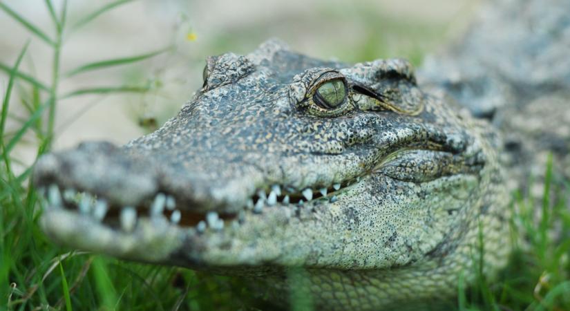 A szélsőséges időjárás miatt krokodilok szabadultak el Kínában