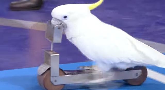 Videón, ahogy világrekorder lett egy 5 métert rollerező kakadu