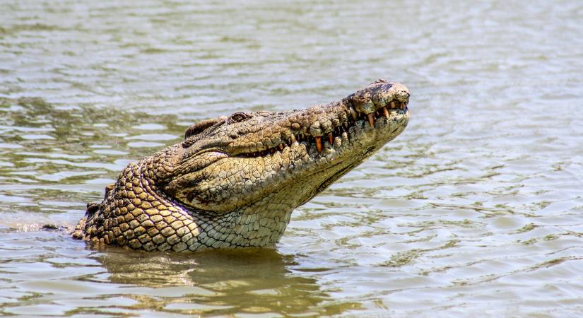 Az áradások közepette elszabadult több mint 70 krokodil Kínában