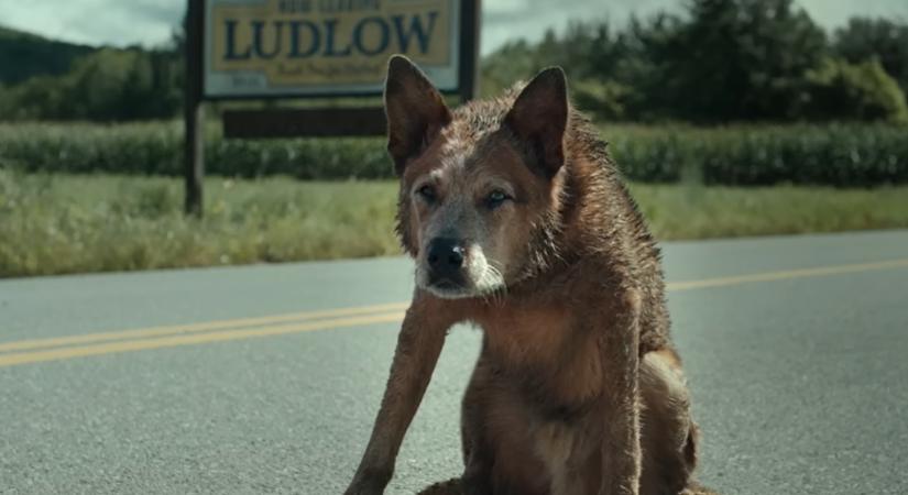David Duchovnynak meggyűlik a baja a zombikutyákkal