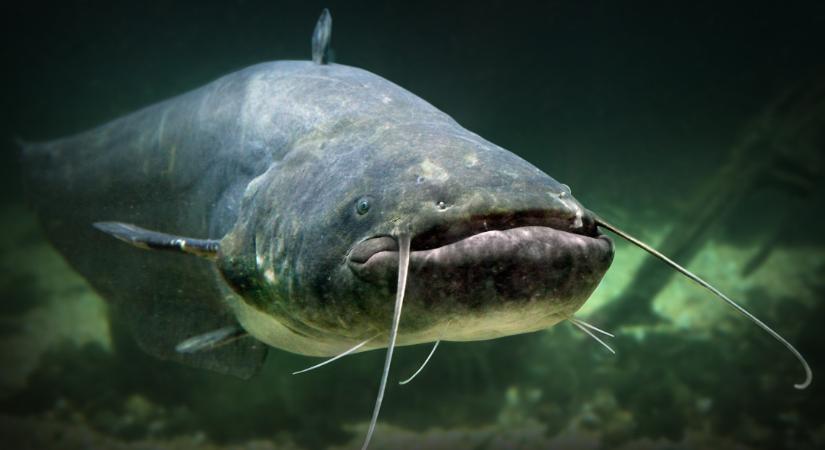 Újabb gigantikus méretű szörnyet fogtak a horgászok: egyre-másra érkeznek a nagy halak