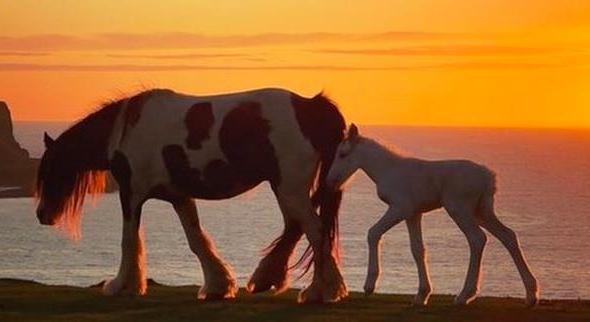 Szelfiző turisták miatt pusztult el egy kiscsikó Walesben