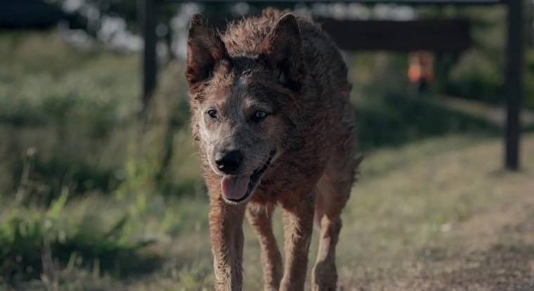 Parás előzetest kapott a Kedvencek temetője előzményfilm