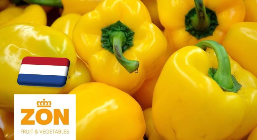 Hollandia: szeptember elején emelkedni kezdett a sárga paprika ára