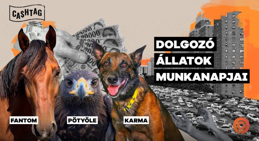 Karma, a mentőkutya egyszerűen imádja a munkáját: hamarosan nyugdíjazzák, unokája kerül a helyére