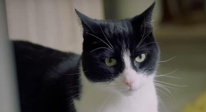 Megnyerte a fődíjat Zebby, a cica, aki süket gazdija fülét helyettesíti
